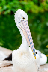 White Pelican - Pelecanus onocrotalus on Ragunan zoo