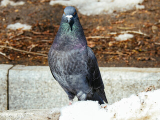 pigeon on the ground