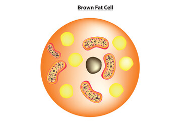 Structural anatomy of Brown Fat Cell, brown adipose tissue - obrazy, fototapety, plakaty