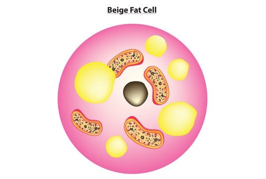 beige fat cell structure (features midway between white and brown, Beige Adipocytes)