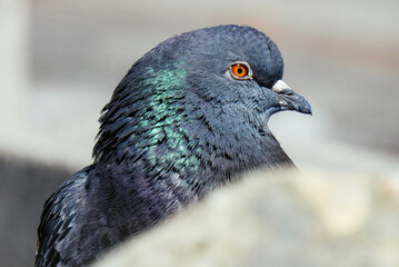 bird