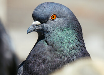 bird