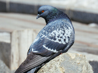 bird