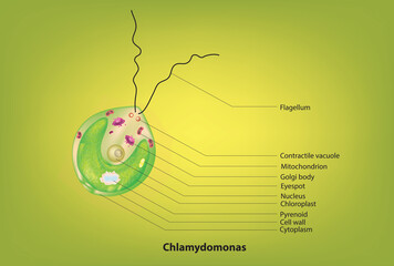 Biological Anatomy of Chlamydomonas (Chlamydomonas structure)