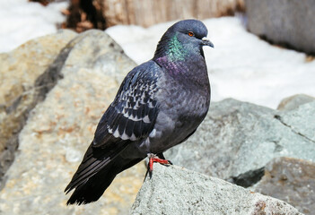 bird
