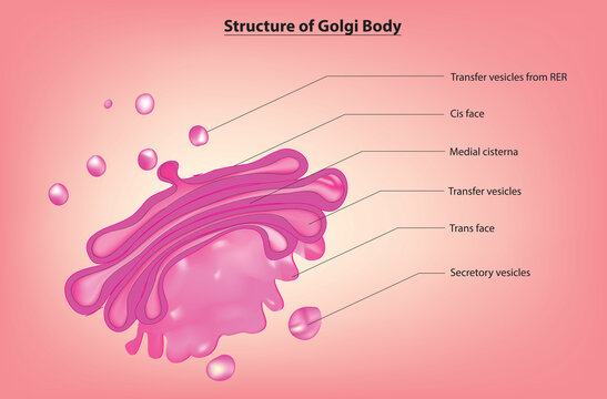 Golgi body (Biological illustration of golgi body in plant and animal cell)