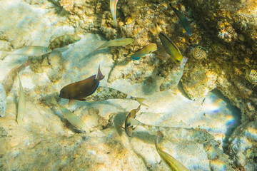 beautiful fish swim between coral reefs in the warm clear waters of the Red Sea