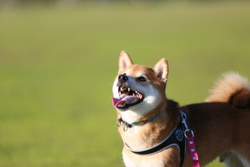 ハッピードッグ