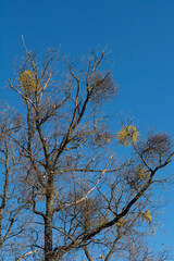 European loranthus (Loranthus europaeus) yellow berries. Yellow-berried mistletoe in the winter.
