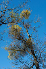 European loranthus (Loranthus europaeus) yellow berries. Yellow-berried mistletoe in the winter.