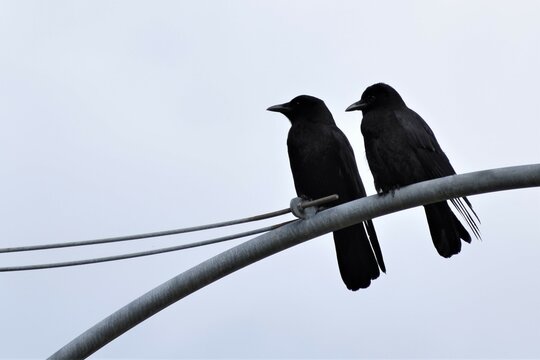 Two Ravens sitting on light standard.  