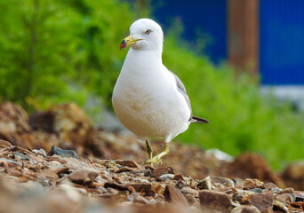bird