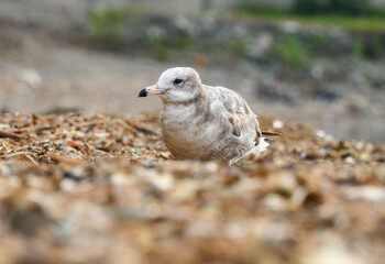 bird