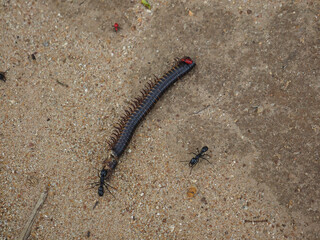 Closeup of Black ants with dead millipede in Zimbabwe, Africa