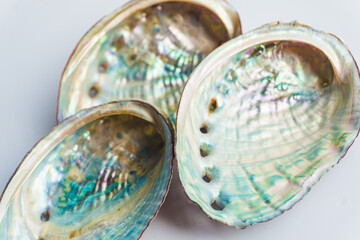 Colorful abalone shell on a white background- Close up of mother-of-pearl abalone paua shells