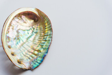 Colorful abalone shell on a white background- Close up of mother-of-pearl abalone paua shells
