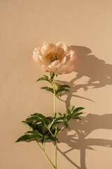Aesthetic peachy peony flower on neutral pastel beige background. Minimal delicate still life...