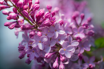 Newly bloomed lilacs. 