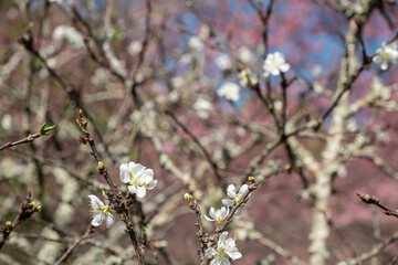 White Wild Himalayan Cherry or Prunus cerasoides, Cherry blossom