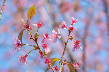 White Wild Himalayan Cherry or Prunus cerasoides, Cherry blossom