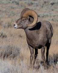 Fototapeta premium Bighorn Sheep