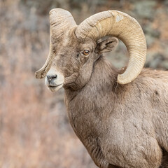 Bighorn Sheep