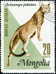 MONGOLIA CIRCA 1966: Postage stamp printed in Mongolia shows Cheetah (Acinonyx jubatus)