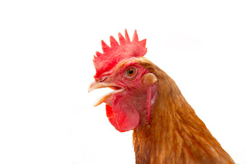 A chicken farm, a chicken. isolated on background white.