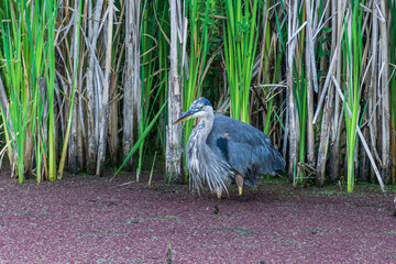 great blue Heron hunting in a pond near the reeds hunts for fish