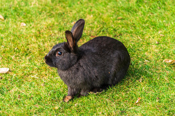 Little black rabbit on the green grass eating in summer Easter celebration beautiful pet animal