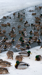 Wild ducks on the pond in snowy day, natural winter background. cold frozen weather. problem of...