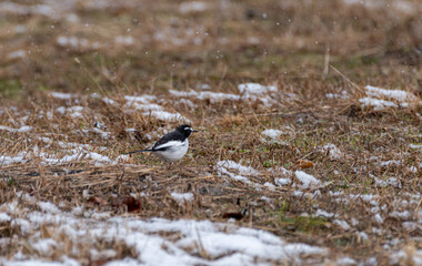 雪の中の野鳥　セキレイ