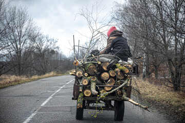 Fototapeta Cart with tree logs, rural landscape, back view. obraz