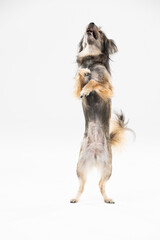 A mongrel breed dog stands on its two hind legs facing the camera. A multi-breed dog.