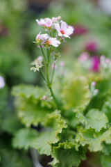 小さい花びらが優しげなプリムラ・マラコイデス。ピンク・赤・ホワイト・白とさまざまな色が楽しめる。