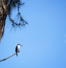 blue kingfisher bird on a branch