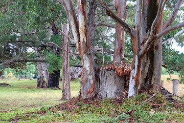 eucalyptus tree trunk in landscape