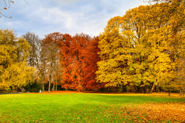 Autumn trees in park