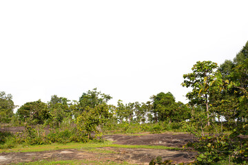 Green trees isolated on white background. Forest and foliage in summer. trees and shrubs. Landscape rock and tree.