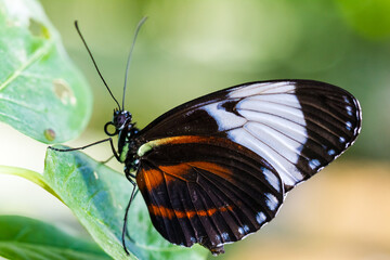 Fototapeta na wymiar Colorful butterfly