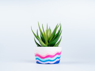 Green succulent or aloe vera plant in DIY painted concrete planter isolated on white background. The short round cement plant pot is painted with colorful wave patterns.