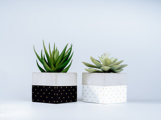 Two kinds of green succulent plants in two DIY painted concrete planters isolated on white background. The cubic shape of the modern black and white cement plant pots is painted with dots.