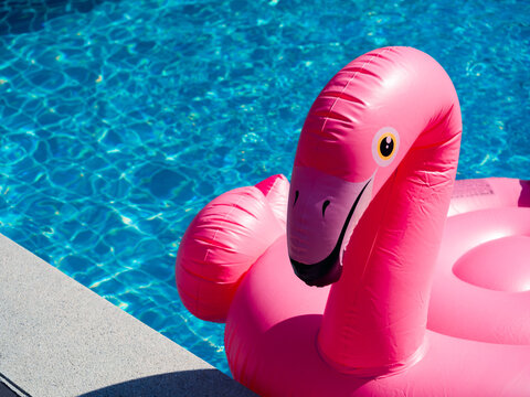 Close up the pink inflatable ring, flamingo in the swimming pool with copy space. Flamingo swim ring for summer beach.
