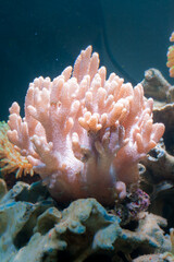 Pink soft coral underwater