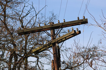 Old gray wooden pole and electrical wires against the sky