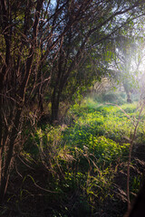 two trees in a forest