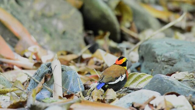 Colorful birds eating on the ground. (Banded Pitta, (Pitta guajana) in the Nature