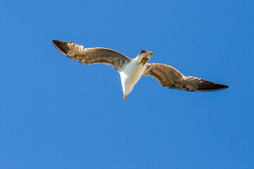 Seagull in flight