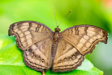 Brown butterfly