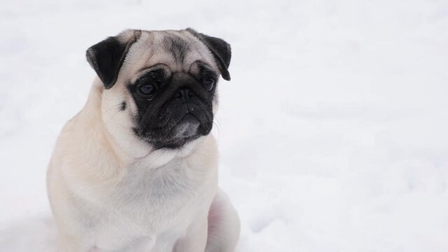 Cute funny pug dog looking very surprised in snowy weather. Little pug puppy walks outdoors on a winter day. Happy dog outdoor in snow. An alone dog sitting in the deep snow.